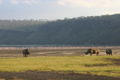 <i class='fa fa-user'></i> Lesley van Loo | Lake nakuru  <i class='fa fa-eye'> 233</i>   <i class='fa fa-comment-o'> 3</i>