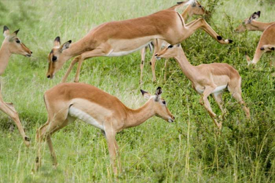 Wat gebeurt er als je een telelens zet op een paar springende impalas die eigenlijk te dichtbij staan? Dan krijg je een vrij vreemde foto! Hoop dat jullie er ook om kunnen lachen..