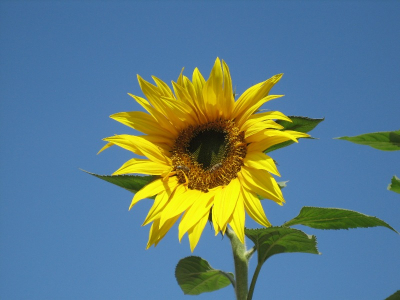Zonnebloem met bijen