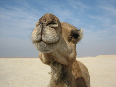 Een dromedaris in de Egyptische woestijn