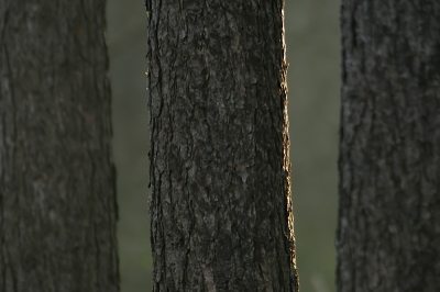 In navolging op de bomen van Tjeerd Visser.
Ik had deze ook klaarstaan voor een eventuele upload.
Ben de laatste tijd veel met tegenlichtopname's bezig.