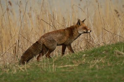 Dat er veel vossen zijn, ook in deOVP, wisten we wel, maar toch werden bij het uitkijkpunt langs het Jan van den Boschpad verrast door deze totaal niet schuwe rakker die vrolijk een rondje rond het uitzichtpunt deed.
Van de gemaakte serie spreekt deze me het meeste aan.
Moest voor deze uitsnede de 50-500 trouwens terug zoomen naar 230 mm...