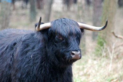 Schotse Hooglander, maar dan zwart