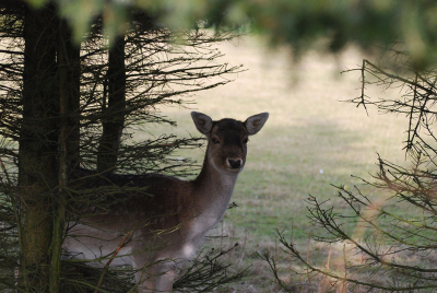 Een nieuwschierige ree welke na het nemen van de foto ook weer snel was verdwenen.
