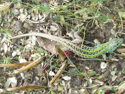 In een kale rozenperk. Er kropen enkele mannetjes rond. Een mooie kopergroene verkleuring aan de voorzijde.