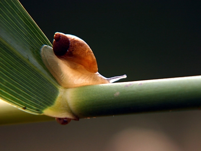 <i class='fa fa-user'></i>&nbsp;Tobias Dansen&nbsp;| Gewone Barnsteenslak&nbsp; <i class='fa fa-eye'>&nbsp;159</i> &nbsp; <i class='fa fa-comment-o'>&nbsp;0</i>