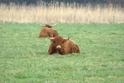 Twee Hooglanders met wat scherpte diepte erin.