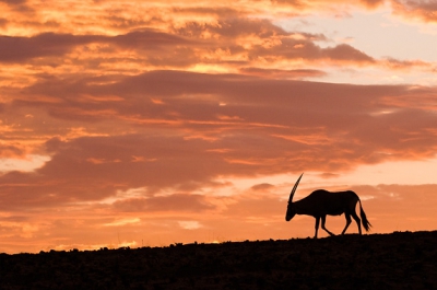 Een Oryx loopt over de rug van een rotsachtige heuvel in het noord-westen van Namibi. Een uur eerder had ik het beest gezien, en besloot met het oog op de aanwezige bewolking om te wachten wat er met het licht zou gebeuren. Het dier liep niet veel, dus het was makkelijk het op afstand te volgen. Kort na zonsondergang kleurde de lucht prachtig en heb ik een hele serie van dit wonderschone dier kunnen schieten.

D2Xs, AF-S VR 200-400/4.0, 1/320 @ f/5.6, ISO 400
