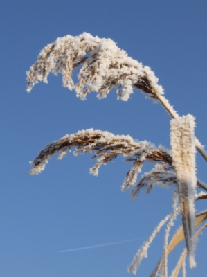 bevroren riet bij het stoomgemaal in nijkerk