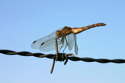 <i class='fa fa-user'></i>&nbsp;Tobias Dansen&nbsp;| Bruinrode Heidelibel&nbsp; <i class='fa fa-eye'>&nbsp;116</i> &nbsp; <i class='fa fa-comment-o'>&nbsp;3</i>