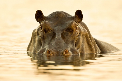 In het noord-oosten van Namibi bevindt zich de Caprivi-strip, een dunne strook land tussen Angola en Botswana. In tegenstelling tot de rest van het land is het hier groen en nat. Deze hippo heb ik vanaf een klein bootje gefotografeerd, vlak voor zonsopgang. De combinatie van weinig licht, een lange lens en een wiebelende boot maakte het erg lastig een scherpe opname te maken, maar ik ben blij dat het gelukt is.

D2Xs, AF-S 600/4.0, 1/125 @ f/4, ISO 800