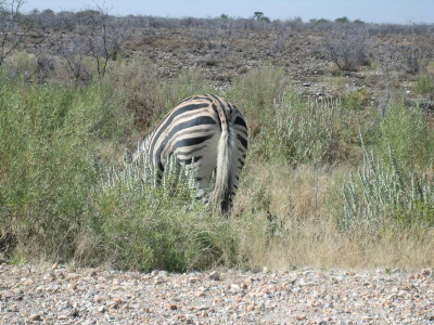 Deze zebra trekt zich niets aan van alle mensen op safari!