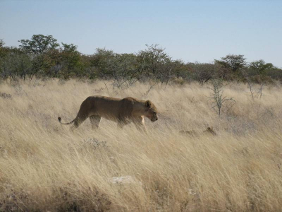 Moeder en kind sluipend door het hoge savannegras.