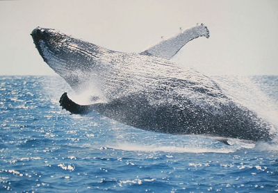 <i class='fa fa-user'></i>&nbsp;luc hoogenstein&nbsp;| Bultrug&nbsp; <i class='fa fa-eye'>&nbsp;567</i> &nbsp;<i class='fa fa-thumbs-up'>&nbsp;1</i> &nbsp; <i class='fa fa-comment-o'>&nbsp;4</i>