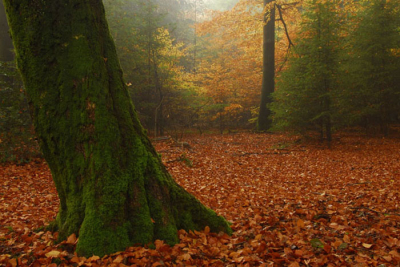 Door de nevel die aanwezig was toch nog een sfeertje gekregen