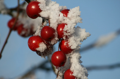 Gemaakt in dat mooie sneeuwweekend van vorig jaar december. Helaas was het al aan het dooien toen ik deze foto nam.