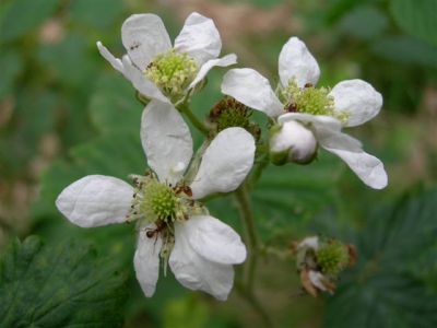 Toen de foto op de laptop stond zag ik pas de mieren, die over de braam kropen, een leuke bijkomstigheid.