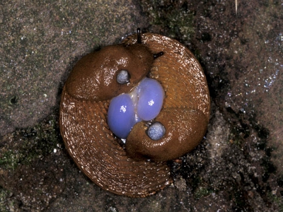 <i class='fa fa-user'></i>&nbsp;Martijn de Jonge&nbsp;| Bruine wegslak&nbsp; <i class='fa fa-eye'>&nbsp;259</i> &nbsp; <i class='fa fa-comment-o'>&nbsp;2</i>