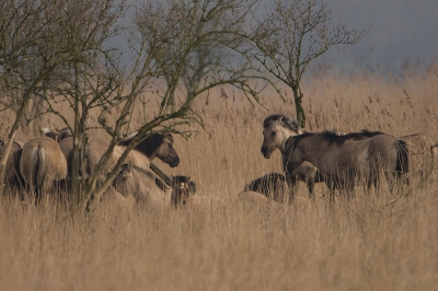 Groepje wilde koniks paarden in de Oostvaardersplassen.