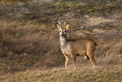 Tijdens een van mijn natuurwandelingen gezien in de AWD.
Hij zag me pas heel laat dus kon een leuke serie maken.
Canon EOS 30D met EF 70-200 f2.8 L incl. 1.4 extender.
F 4, 1/800 sec, iso 125 op 280 mm met monopod.