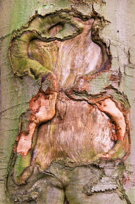 Structuren op boomstammen vind ik fascinerend.
Foto is zwaar gephotoshopt.