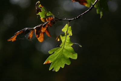 Weer een herfstplaatje, Deze is wat scherper dan mn vorig inzending.