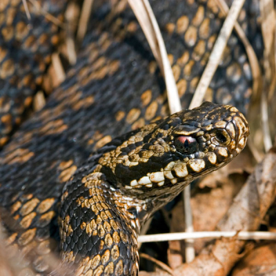 Eindelijk scheen de zon weer eens en kwamen de adders tevoorschijn. Doordat ze nog erg traag waren, heb ik ze tot 15cm kunnen naderen met mijn 100mm macro lens.