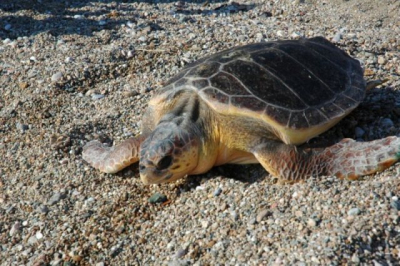 Nog snel enkele foto's voordat ze weer in de golven verdwijnt.  Niets zo magisch als een ontmoeting met een zeeschildpad.