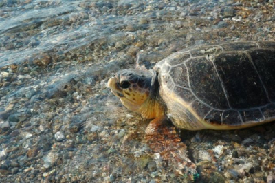 Nog snel even enkele foto's vooraleer ze terug in zee verdwijnt.  Het vrouwtje van deze soort komt aan land om haar eieren te leggen in een zelf gegraven kuil op het strand.