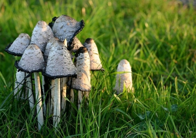 Dezen stonden in het avondlicht langs de weg vlak voor Middelstum