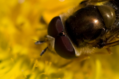een 100% crop