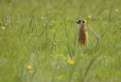 We hadden veel meer Stokstaartjes verwacht te zien op onze reis, met name in de Kgalagadi zouden we ze (volgens de boeken) niet kunnen missen. Score aldaar: 0! Ik had de hoop dan al opgegeven er nog n op de foto te zetten en was blij verrast met de kans die we kregen in de buurt van Wakkerstroom. Ze waren wel wat schuw, maar deze foto nog net kunnen schieten voor ze volledig buiten bereik waren...