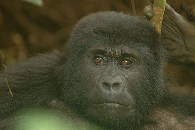 Na een pittige tocht door het regenwoud van Bwindi kwamen we bij een familie Berggorilla's. Ze zaten in moeilijk toegankelijk terrein, op de helling van een heuvel in het regenwoud. De blik van dit dier sprak me erg aan.
Nikon D 70s met Nikkor VR 70-200 mm, uit de hand.