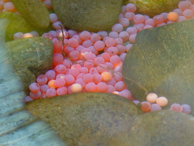 Na een lange tocht stroom opwaarts verliezen de rode zalmen het leven om weer voor nieuw leven te zorgen. Duizenden eieren vind je in de grindbanken van de oevers.