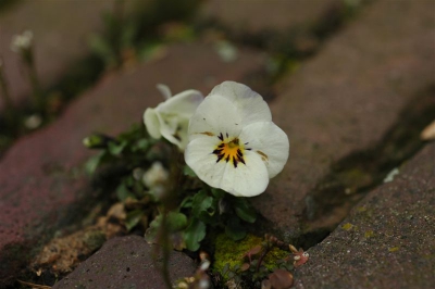 stadse natuur: viooltje in stoeptegels voor de Caterijnenkathedraal; vrolijke tint op een druilerige dag.