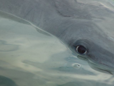 Fantastische ervaring - samen met dolfijnen in het water. Deze foto is vanaf het strand gemaakt terwijl ik ook in zee stond. Ontzettend veel foto's gemaakt maar van deze krijg ik kippenvel....waarschijnlijk omdat je het ook in het echt hebt beleefd.