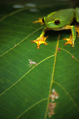 Dainty green tree frog.
Deze foto enige tijd geleden gemaakt in de tropische regionen rond Brisbane Australie waar ik tijdelijk mijn onderkomen had. Dit fotogenieke beestje is ongeveer de grootte van een volwassen man's duimtop. deze zat geconcentreerd te loeren op een maaltje.