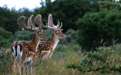 Deze herten volgde ik al enige tijd in de amsterdamse waterleidingduinen waar ze voor het oplettende oog in redelijk grote getale rondlopen. Na een hele dag op gepaste afstand deze beesten te hebben gevolgd negeerden ze miijn aanwezigheid. Dit leidde ertoe dat ze me op een gegeven moment geheel uit het zich waren verloren en verbaasd om zich heen keken. Dit was voor mij het moment om ze vast te leggen zonder enorme tele lenzen om de intimiteit te behouden.