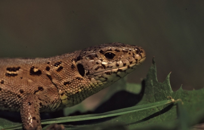 S.O.S.wie kan mij zeggen welke dit is. door een wandeling ontdekt op ongeveer 1000 m hoogte