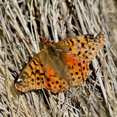 Deze fraaie vlindersoort is endemisch voor Patagonia. In het National Park Torres del Paine was dit de enige vlindersoort die we met enige regelmaat zagen.