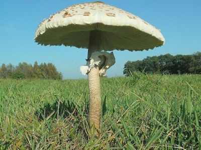 <i class='fa fa-user'></i> Wilco Bekhuis | Grote Parasolzwam  <i class='fa fa-eye'> 144</i>   <i class='fa fa-comment-o'> 4</i>