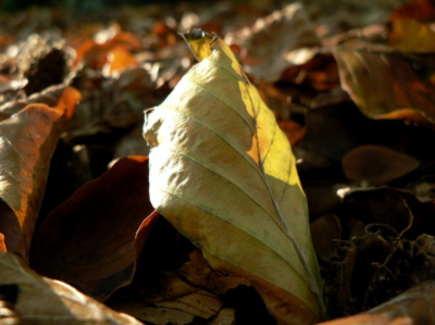 Herfstmiddaglicht schijnt door beukenblad.