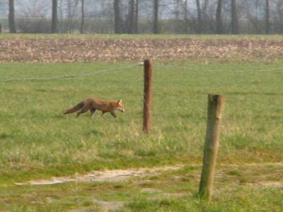 Ik loop - als het weer het toelaat - regelmatig rond de boerderij of langs de sloot of over ons land. Een beetje te genieten van wat ik zie en hoor. Vandaag zat ik naar vogelgeluiden te luisteren (kieviten, grutto's, vandaag helaas geen ijsvogel) en ik had alarmgeluiden van de wulp gehoord. Ik keek of ik iets bijzonders zag - een roofvogel ofzo - maar niks. Opeens zag ik een 'rode kater' in het land lopen; dat kan best, want je hebt op het platteland nogal wat zwerfkaters. H, dacht ik, hij heeft wel een hele lange dikke staart voor een kater, en warempel, het was een vos. De wulpen hadden de vos opgemerkt, vandaar hun alarmgeluiden. De vos liep gewoon over ons land! Dit zijn van die leuke dingen van wonen op het platteland: wild in je 'voor- en achtertuin'.