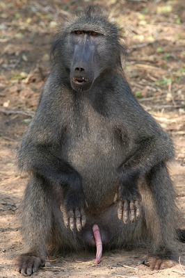 <i class='fa fa-user'></i>&nbsp;HJDT&nbsp;| Beerbaviaan&nbsp; <i class='fa fa-eye'>&nbsp;309</i> &nbsp; <i class='fa fa-comment-o'>&nbsp;3</i>