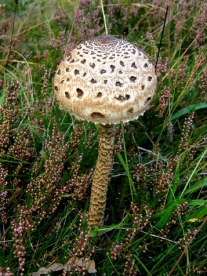 Stond slechts ��n meter van een druk bereden fiets/wandelpad waar ook veel honden komen en bovendien de Schotse Hooglanders zich graag laten zien. Pas na 3 dagen was hij omver gelopen.