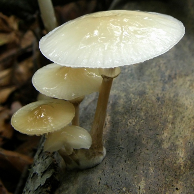 Groeide op een omgevallen berkenstam.