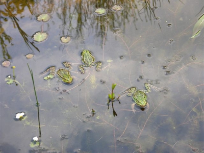 groene kikkers in vijver