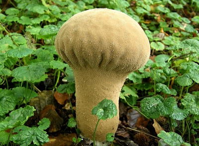 Op deze plaats zagen we gedurende twee weken steeds weer nieuwe exemplaren opduiken.