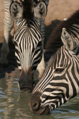 <i class='fa fa-user'></i>&nbsp;HJDT&nbsp;| Gewone Zebra&nbsp; <i class='fa fa-eye'>&nbsp;176</i> &nbsp; <i class='fa fa-comment-o'>&nbsp;0</i>