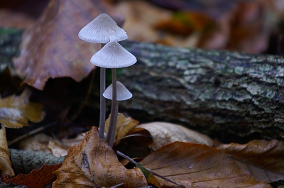 <i class='fa fa-user'></i> Gert Paassen | Streepsteelmycena  <i class='fa fa-eye'> 143</i>   <i class='fa fa-comment-o'> 7</i>